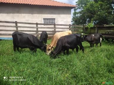 Bezerros mestiços Imagem Bezerros mestiços