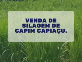 SILAGEM DE CAPIM BRS CAPIAÇU