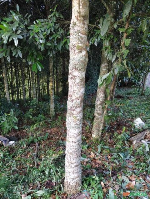 Guanandi com 10 anos Imagem Guanandi com 10 anos