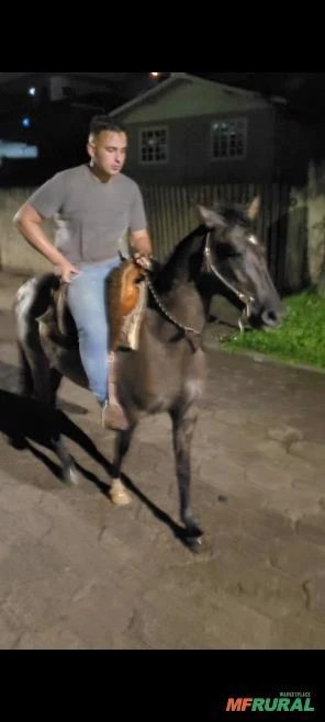 Cavalo Crioulo de Laço