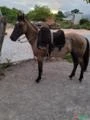 Cavalo Crioulo de Laço