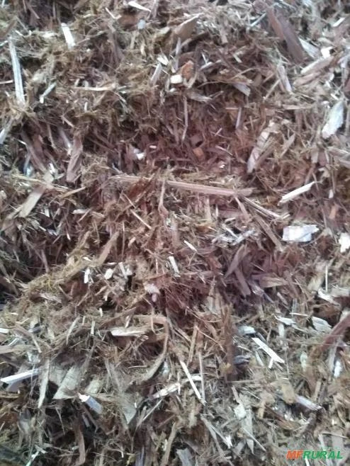 Casca de madeira - Biomassa