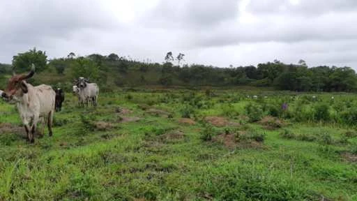 Sítio em Itariri (Ana dias) - SP - 7.4 hectares