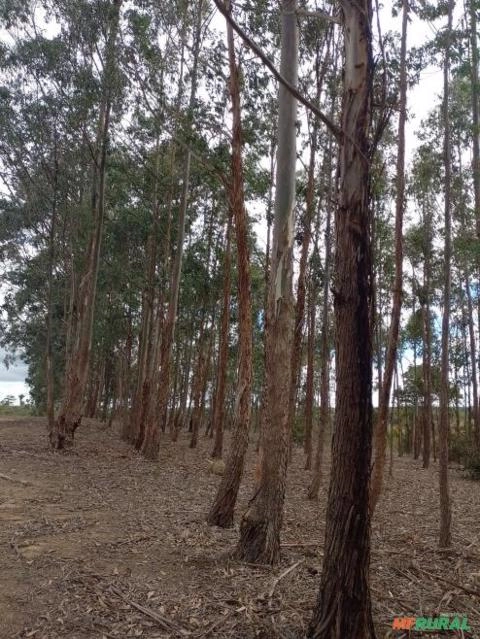 Lenha de Eucalipto Imagem Lenha de Eucalipto