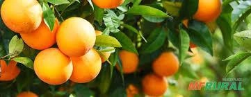 Procuro área para arrendamento para plantação de laranja Imagem Procuro área para arrendamento para plantação de laranja