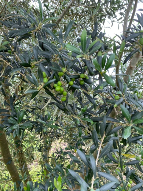 Sitio Rancho de Oliveiras Azeitonas Azeite em Plena Produção!!!