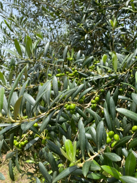 Sitio Rancho de Oliveiras Azeitonas Azeite em Plena Produção!!!