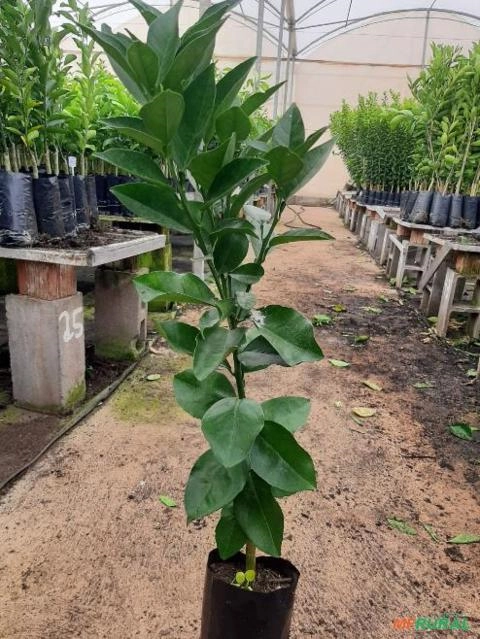 Mudas de Laranja Imagem Mudas de Laranja