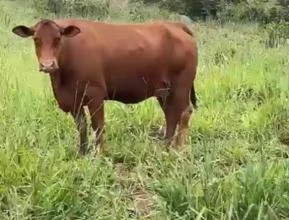 GADO SENEPOL REGISTRADO (13 vacas e 1 touro)