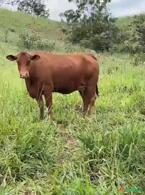 GADO SENEPOL REGISTRADO (13 vacas e 1 touro)