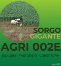 Semente Sorgo Gigante