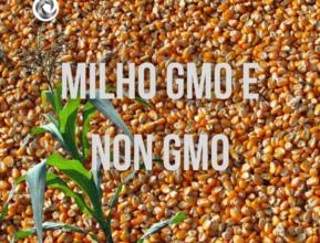 MILHO AMARELO GMO E NON GMO