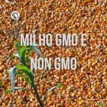 MILHO AMARELO GMO E NON GMO