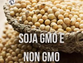 SOJA GMO E NON GMO - CONSUMO HUMANO