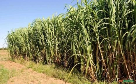 Mudas Capim Capiaçu Imagem Mudas Capim Capiaçu