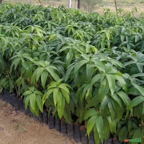 Mudas de mangas Imagem Mudas de mangas