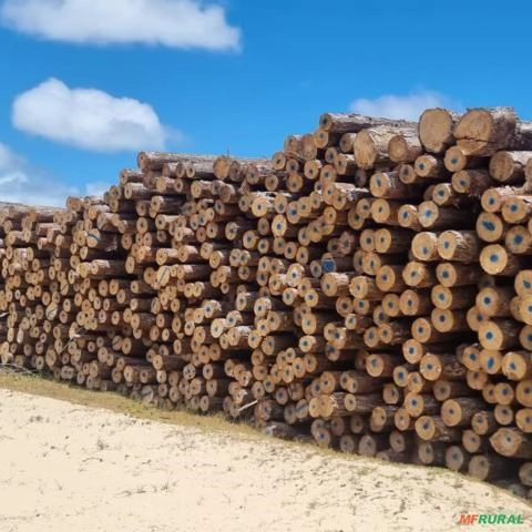 Toras Pinus Eliotti Imagem Toras Pinus Eliotti