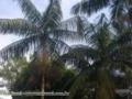 Mudas de Palmito Juçara Imagem Mudas de Palmito Juçara
