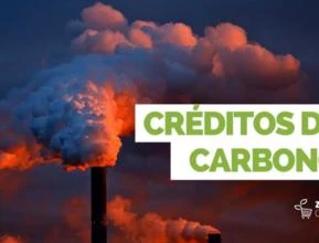 Venda de crédito de carbono - Bioma amazônico