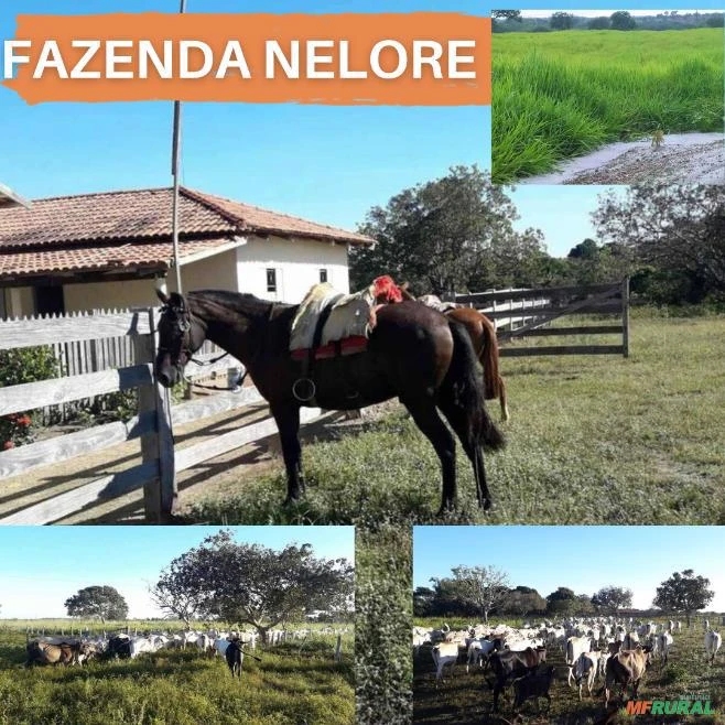 FAZENDA NELORE. 231 ALQUEIRES ,EM  DOIS IRMÃOS - TO.