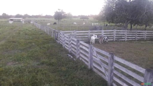 FAZENDA NELORE. 231 ALQUEIRES ,EM  DOIS IRMÃOS - TO.