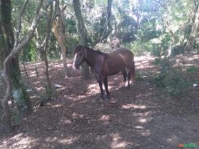 Cavalo criolo