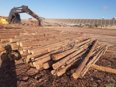 Procuro Florestas de eucalipto no Rio Grande do Sul Imagem Procuro Florestas de eucalipto no Rio Grande do Sul