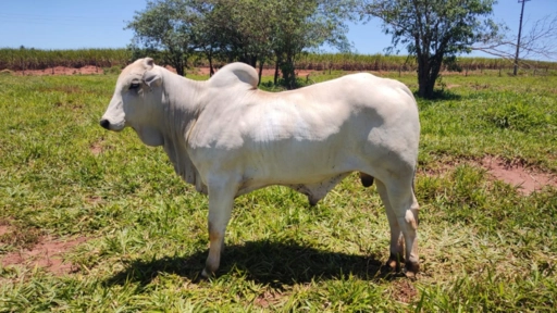 Touro PO (backup x Rem armador) Imagem Touro PO (backup x Rem armador)