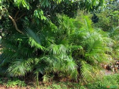 Mudas de Juçara com 3 anos de idade (1,80m de altura) Imagem Mudas de Juçara com 3 anos de idade (1,80m de altura)