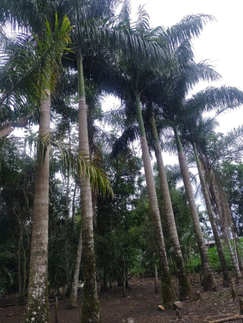 PALMITO Imagem PALMITO