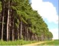 Compro Floresta de Pinus