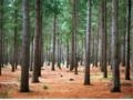 Compro Floresta de Pinus