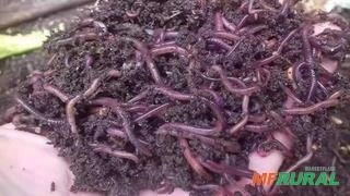 Imagem Rtm Húmus e Minhocas Imagem Rtm Húmus e Minhocas