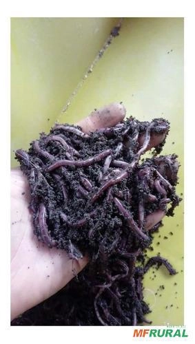 Imagem Rtm Húmus e Minhocas Imagem Rtm Húmus e Minhocas