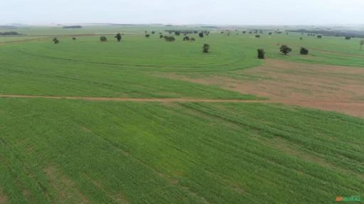 Fazenda com 1.200 alqueires para agricultura, área plana, fácil acesso