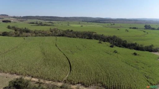 Fazenda Para agricultura com 80 alqueires