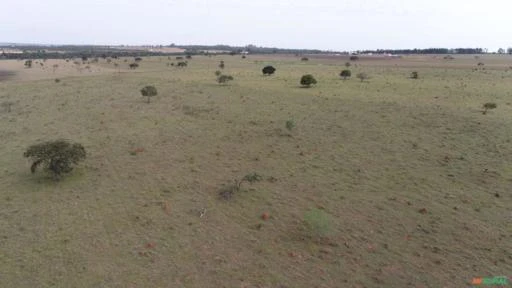 Fazenda com 115 alqueires para agricultura, pecuária, cana.