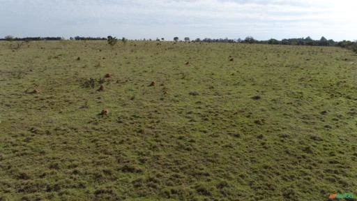 Fazenda com 115 alqueires para agricultura, pecuária, cana.