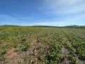 Fazenda com 90 hectares para Agricultura, região de Sorocaba