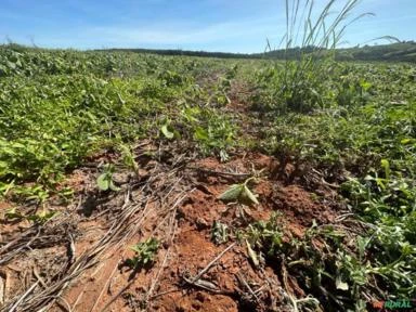 Fazenda com 90 hectares para Agricultura, região de Sorocaba