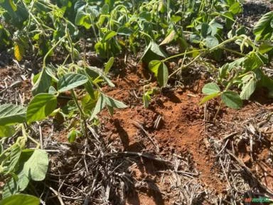 Fazenda com 90 hectares para Agricultura, região de Sorocaba