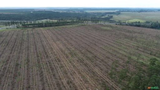 Sítio com frente para Castelo Branco, 13 alqueires de área plana