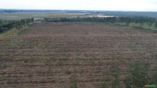 Sítio com frente para Castelo Branco, 13 alqueires de área plana