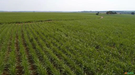 Fazenda em Avaré SP