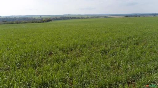 Fazenda em Avaré SP