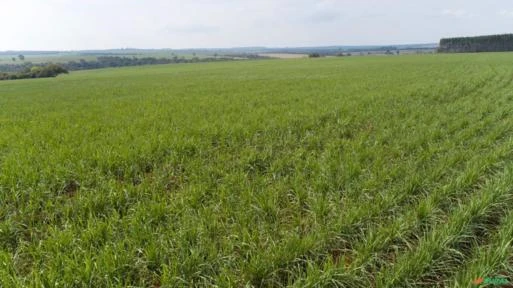 Fazenda em Avaré SP