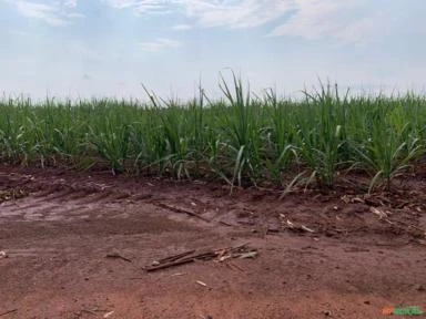 Fazenda em Avaré SP