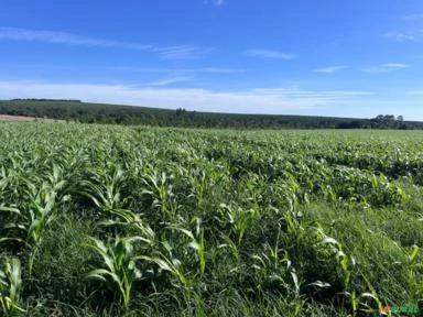 Fazenda em Avaré SP