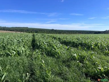 Fazenda em Avaré SP