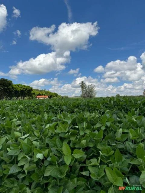 Fazenda em Avaré SP